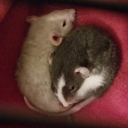 BABY BOYS!!! they look like MICE