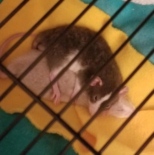 they are Brothers and they Love Eachother