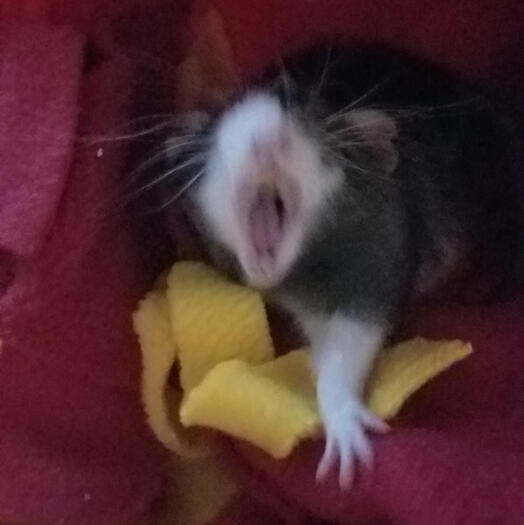 :V