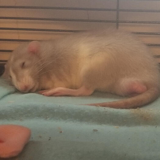 i love this pic bc he looks like a wrinkly old man/dinosaur